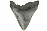 3.74" Fossil Megalodon Tooth - South Carolina - #187796-1